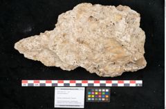 Foto (Objekt + Etikett) von Acer pseudoplatanus L. (NHMW-GEO-2024-0188-11377)